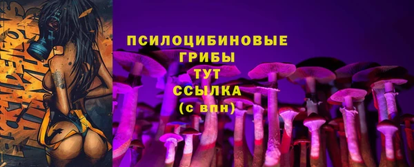 стаф Алзамай